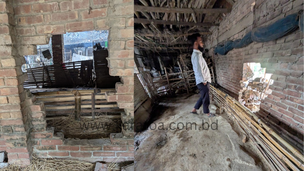 বগুড়ার শেরপুরে গোয়াল ঘরের দেয়াল ভেঙে ৬টি গরু চুরি